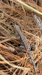 Sceloporus squamosus