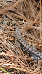 Sceloporus squamosus