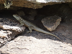 Tropidurus etheridgei