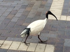 Threskiornis molucca