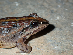 Leptodactylus fuscus