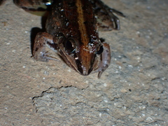 Leptodactylus fuscus
