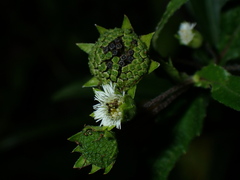 Eclipta prostrata