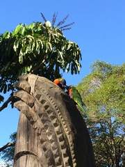 Trichoglossus moluccanus