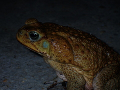 Rhinella marina