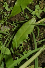 Eryngium foetidum