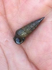 Potamididae