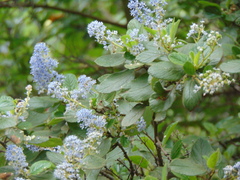 Ceanothus oliganthus