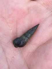 Potamididae