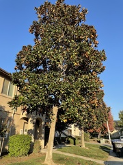 Magnolia grandiflora