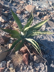 Agave sobria