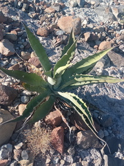 Agave sobria