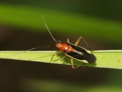 Ganocapsus filiformis