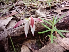 Caladenia moschata