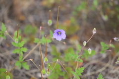 Erodium cygnorum