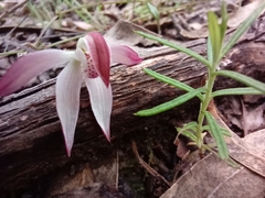 Caladenia moschata