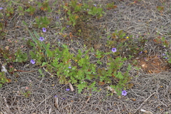 Erodium cygnorum