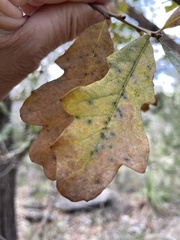 Quercus sinuata breviloba
