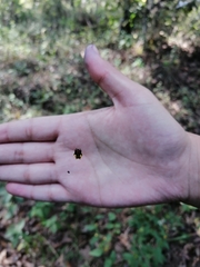 Micrathena glyptogonoides