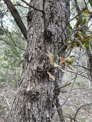 Quercus sinuata breviloba