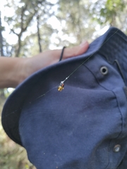 Micrathena glyptogonoides