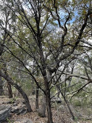 Quercus sinuata breviloba