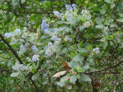 Ceanothus oliganthus