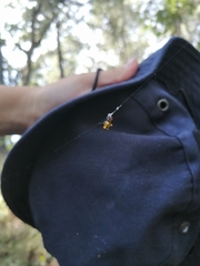 Micrathena glyptogonoides