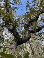 Quercus sinuata breviloba