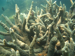Acropora aspera