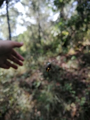 Micrathena glyptogonoides