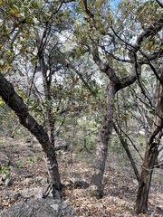 Quercus sinuata breviloba