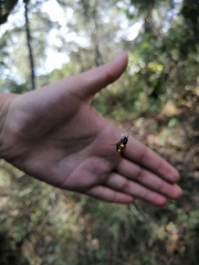 Micrathena glyptogonoides