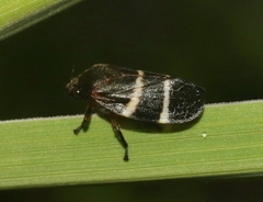 Aeneolamia albofasciata