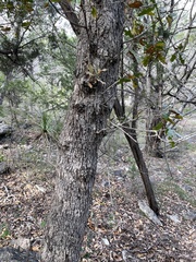 Quercus sinuata breviloba