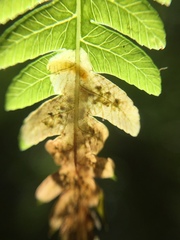 Phytoliriomyza tearohensis