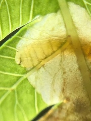 Phytoliriomyza tearohensis