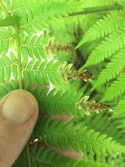 Phytoliriomyza tearohensis