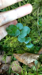 Chrysosplenium americanum