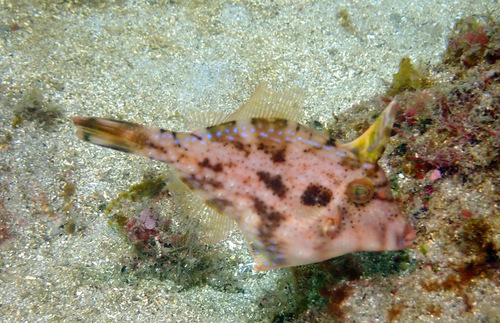 Rough Leatherjacket, photo 7 of 10