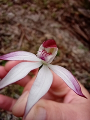 Caladenia moschata