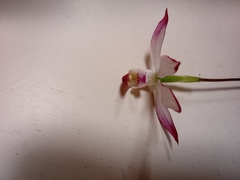 Caladenia moschata