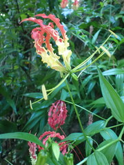 Gloriosa