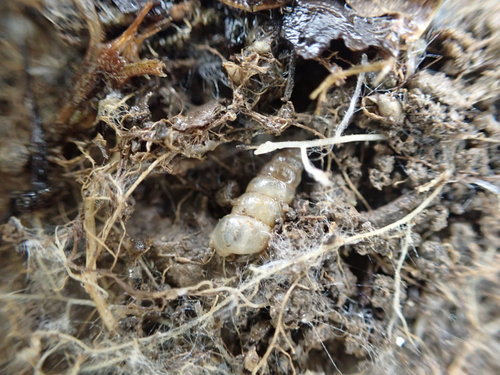 Allopeas micra observed 2021-11-20