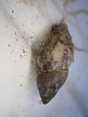 Plekocheilus glaber