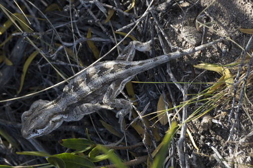 Bell's Anole