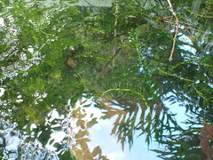 Anablepsoides hartii