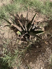 Aloe greatheadii