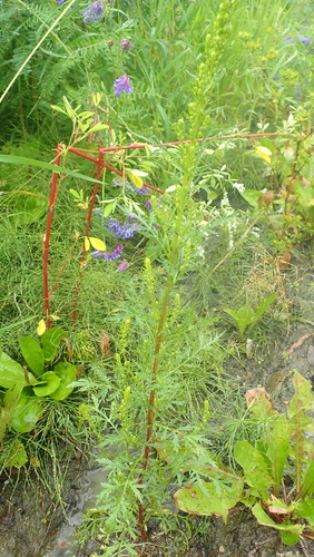 Artemisia biennis iNat (3)