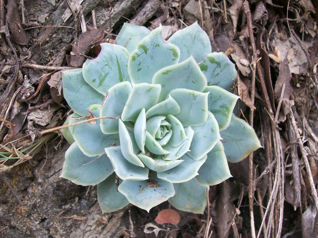 Echeveria simulans Rose 2